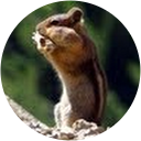 Ken Mihaljevich profile picture